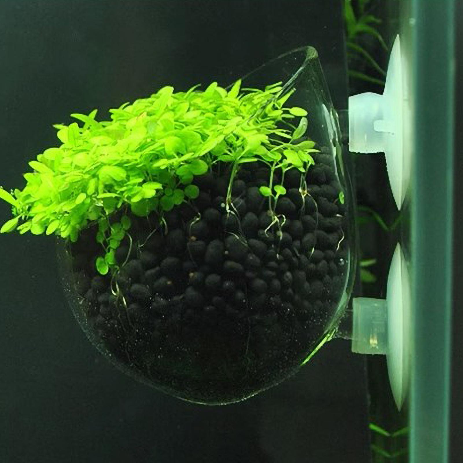 Badminton Live - Aquarium Plant Holder Glass Aquatic Plant
