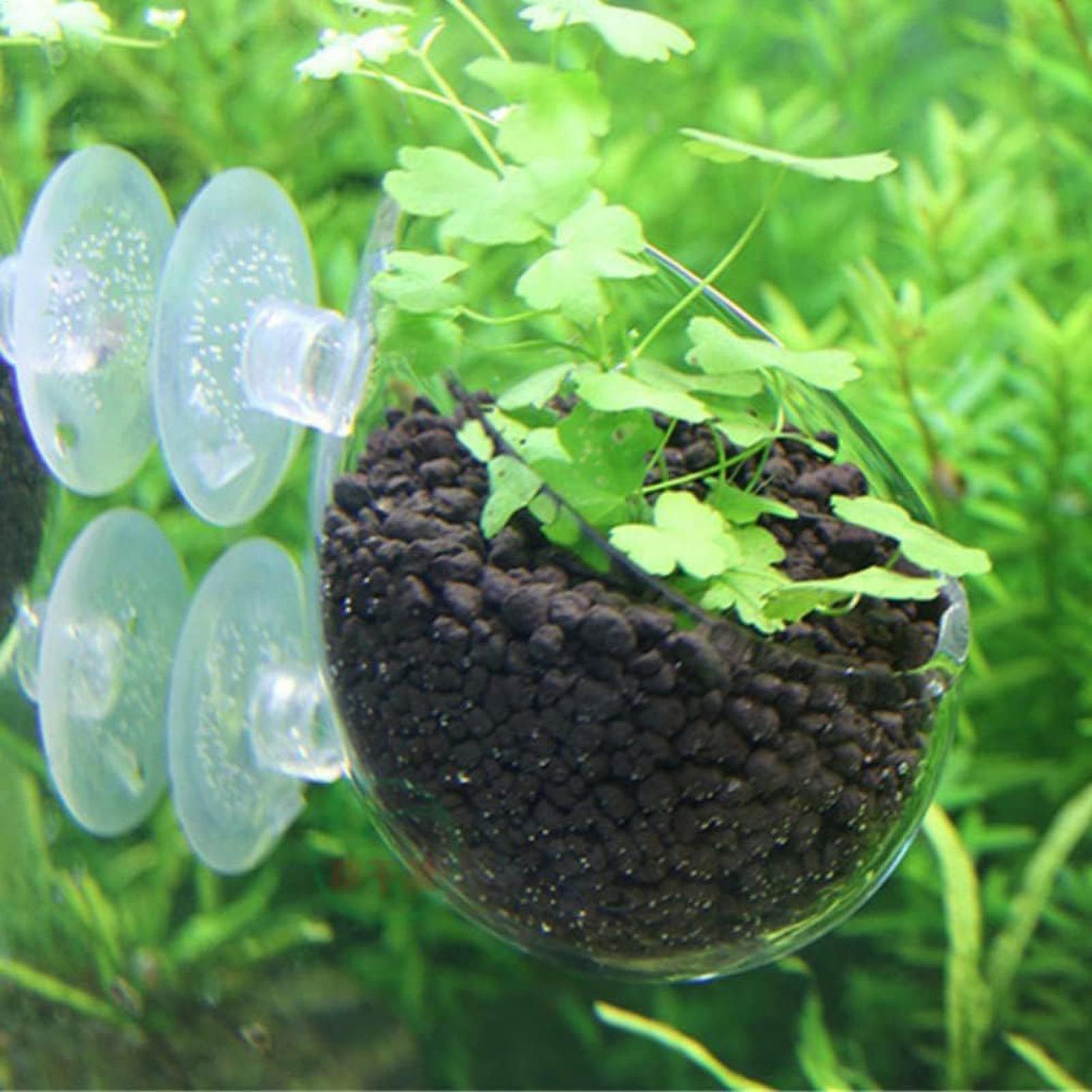 Aquarium Plant Holder Glass Aq - Badminton Live ulasan dan harga