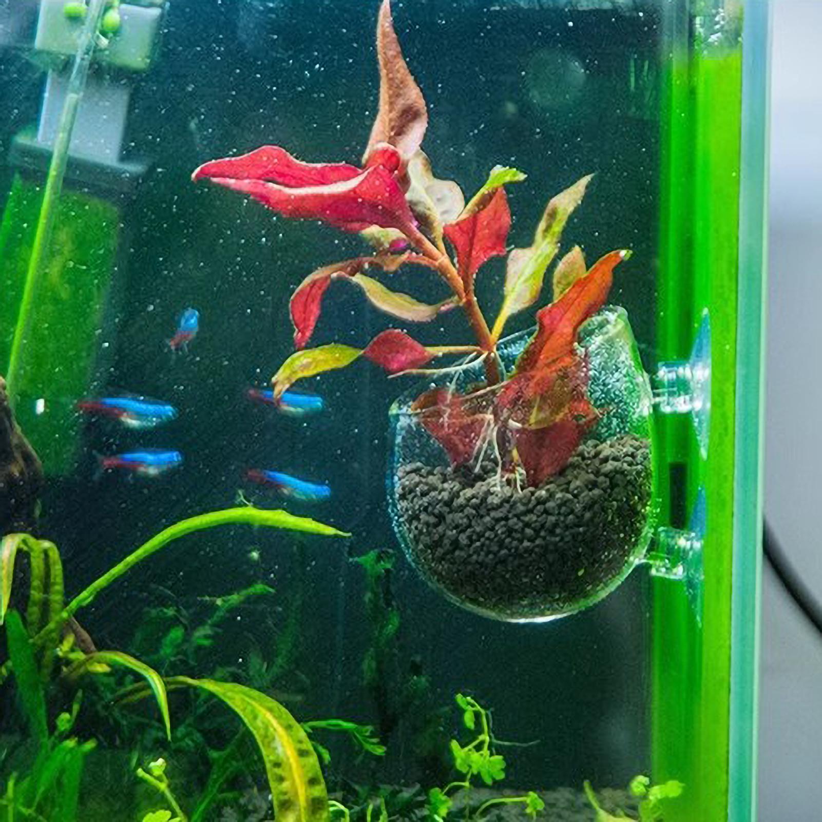 Aquarium Plant Holder Glass Aq - Badminton Live ulasan dan harga